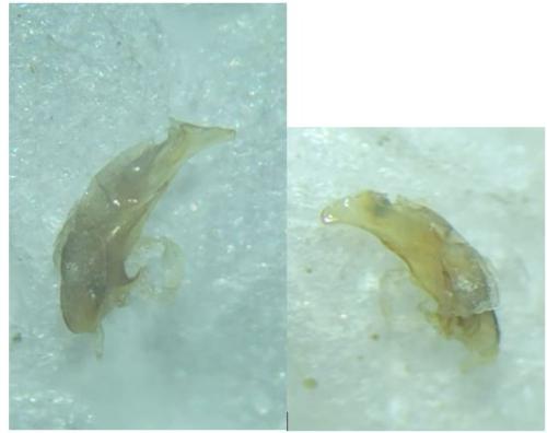 Bembidion geniculatum